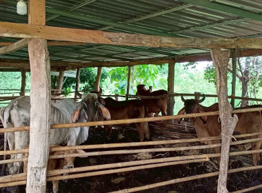 ลงพื้นที่ติดตามผลดำเนินโครงการสร้างมูลค่าเพิ่มจากวัสดุเหลือใช้ทางการเกษตร ปีงบประมาณ พ.ศ. 2568 พื้นที่จังหวัดมหาสารคาม ... พารามิเตอร์รูปภาพ 13